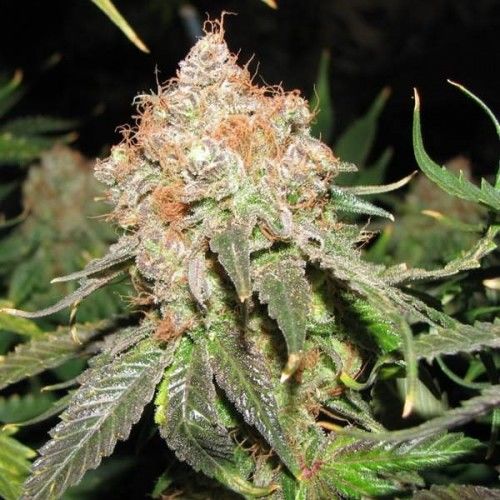 Top 10 marijuana strains to make clones successfully