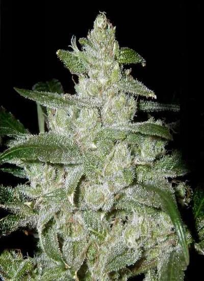 White Widow by Medical Seeds