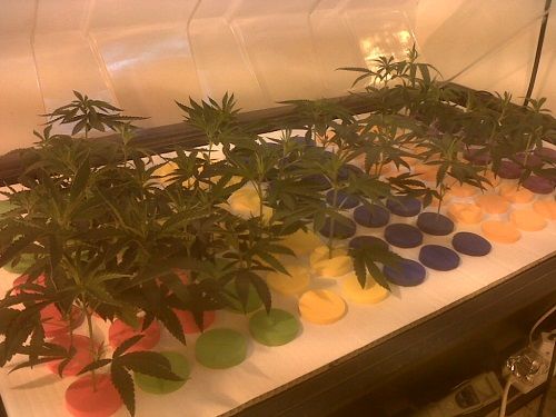 Marijuana varieties to make cuttings