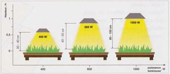 Is more efficient lamp 600 than in 1000, because they cover more space and provide more lumens.