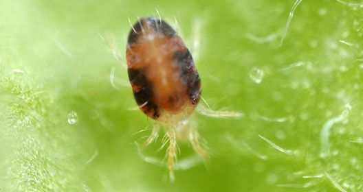 Kill the micro mites in crops of marijuana