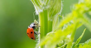 Ladybugs eliminate harmful mites