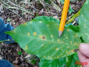 El hongo se manifiesta por medio de unos pequeños bultos o pequeñas manchas pardas, de un naranja intenso.