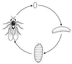 Cycle de la mouche mineuse