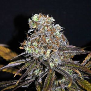 Critical Special, de The Doctor Seeds Critical Special, de The Doctor Seeds