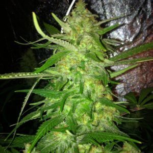 DedoVerde Haze Auto, de Humboldt Seeds Organisation DedoVerde Haze Auto, de Humboldt Seeds Organisation