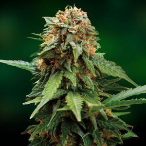 Tangerine Dream, de Barney Farm Tangerine Dream, de Barney Farm