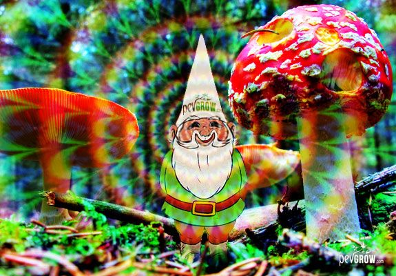 Le monde des champignons hallucinogènes