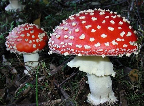Der Amanita Pilz: roter Hut mit weißen Flecken