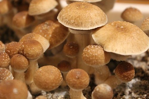 Funghi messicani: alcune persone li consumano sotto forma di tè per evitare il loro gusto.