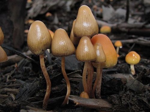 The monguis mushrooms grow in wet areas from 600 meters