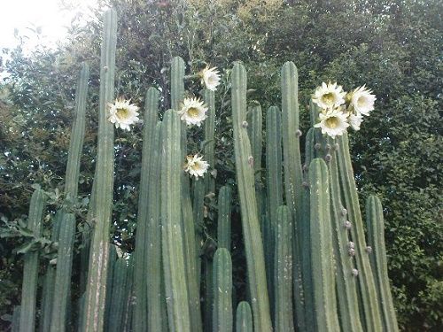 The San Pedro Cactus reaches the height meter.