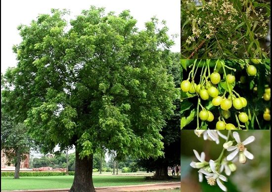 Arbre Neem