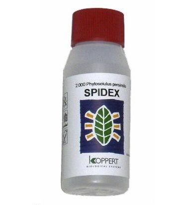 Spidex Phytoseiulus persimilis (contra la araña roja)