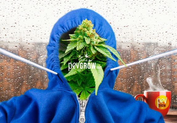 How cold can marijuana grow