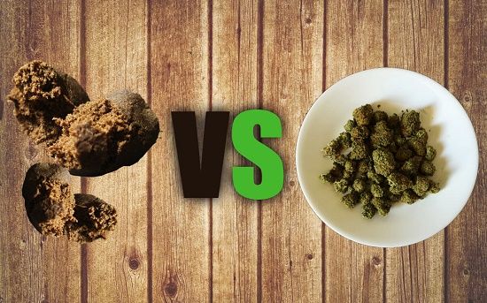 hash v.s cannabis