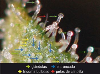The trichomes are glandular-like formations that protrude from the surface of leaves and chalices.