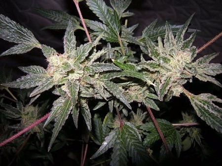 Somango cultivada con LED