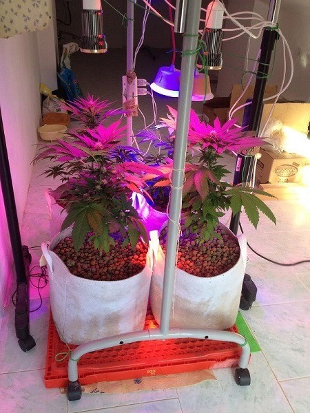 Growing marijuana under single LED bulbs.