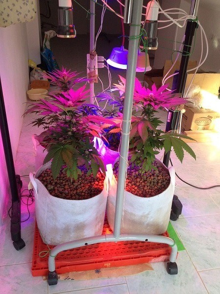 Focos LED Cultivo Interior Marihuana ☑️ Mejores Precios