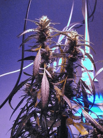 Purple Haze cultivado con paneles LED COB