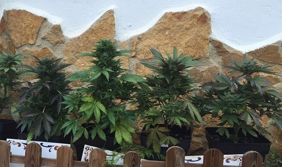 The autoflowering varieties have a growing cycle of 3 months