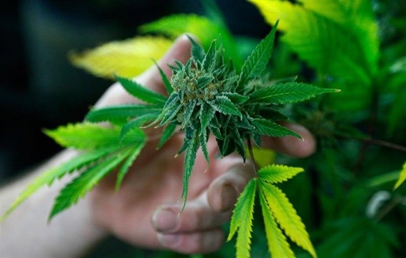 Belgio: la marijuana è stata legalizzata per uso terapeutico