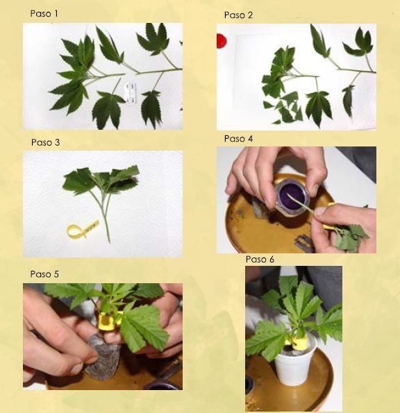 How to make marijuana cuttings. Image source: Buddha Genetics