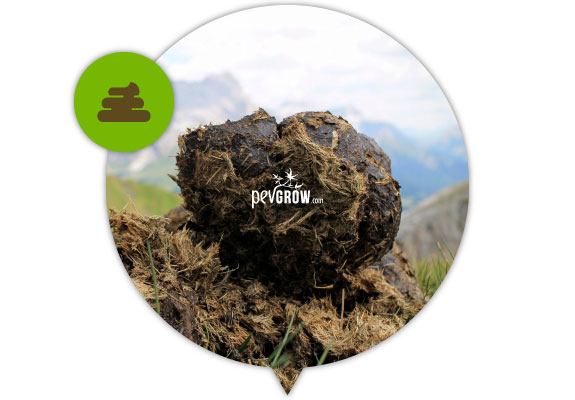 Animal faeces, one of the most universal fertilizers for marijuana