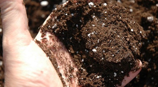 Prepare the soil and fertilize it with earthworm humus