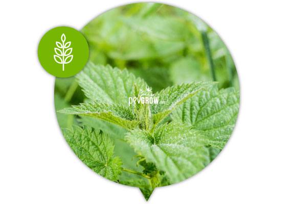 Nettle tea is a product that provides insect repellent plant active ingredients.