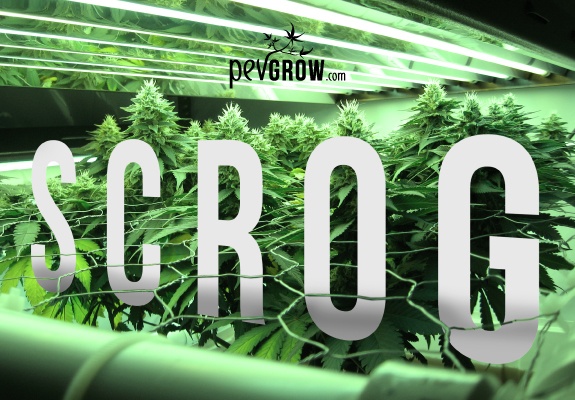 Growing marijuana with the SCROG method