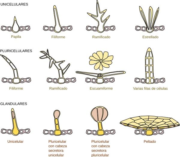 Esempi di diversi tipi di tricomi, inclusi alcuni tipi ghiandolari.