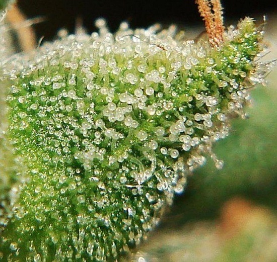 Picture of trichomes of a plant ready to cut