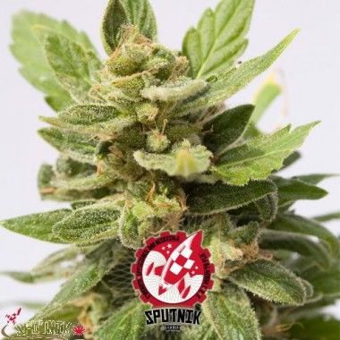 Critical Bang Auto de Sputnik Seeds