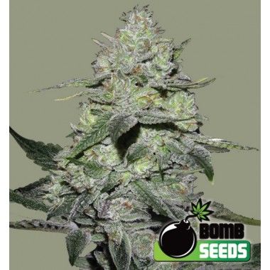 Gorilla Bomb de Bomb Seeds