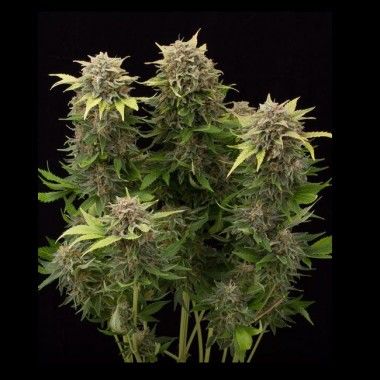 Moby Dick Auto de Dinafem Seeds