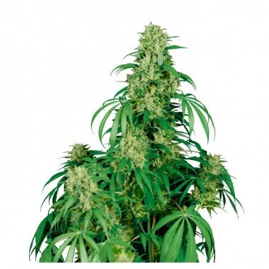 Calamity Jane Auto de Buddha Seeds