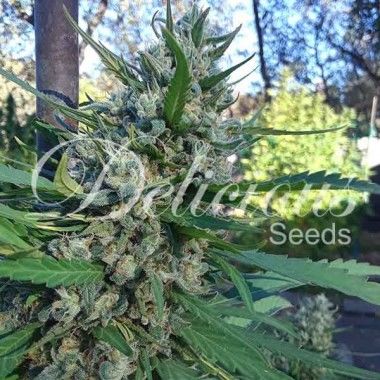 Eleven Roses de Delicious Seeds