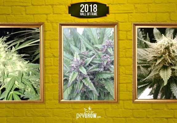 Las 20 plantas de marihuana más famosas