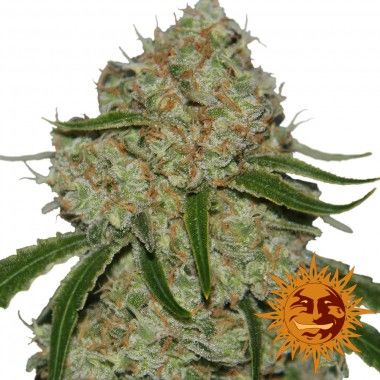 Phantom OG de Barney’s Farm