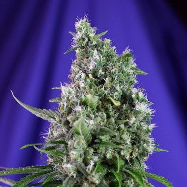 Sweet Trainwreck Auto de Sweet Seeds