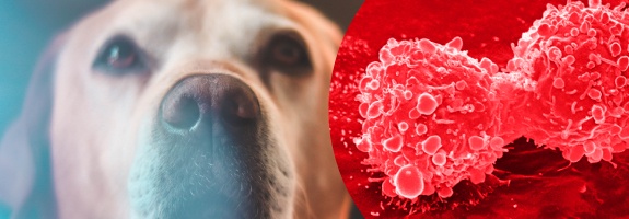 L'huile CBD pour traiter le cancer de votre animal de compagnie