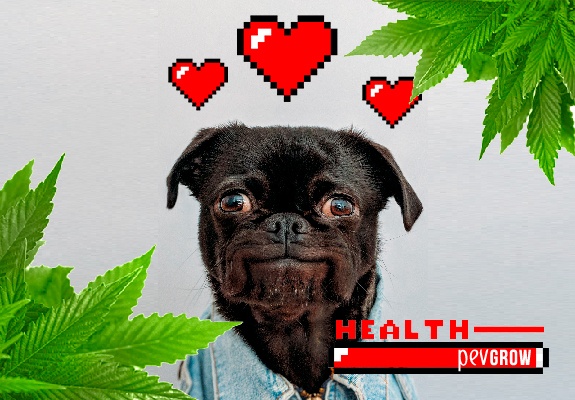 CBD for dogs. How can CBD help your pet