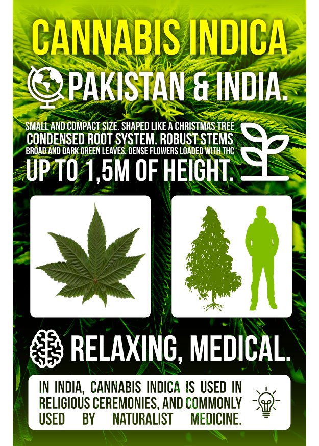 Infography Marijuana Indica