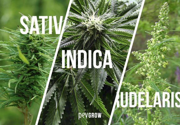 Les variétés de cannabis peuvent être classées en trois groupes : Sativa, Indica et Ruderalis.