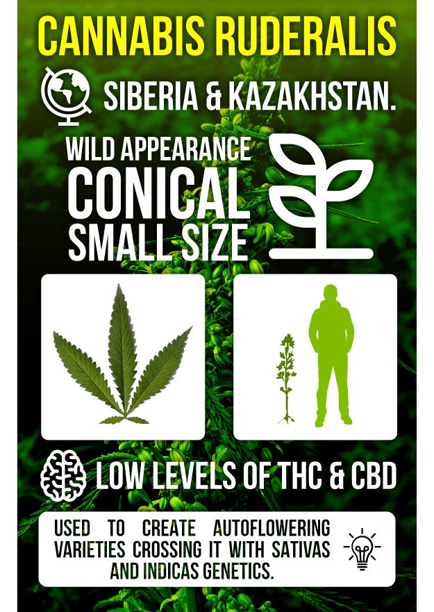 Infography Marijuana Ruderalis