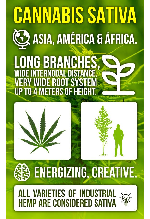 Infography Marijuana Sativa