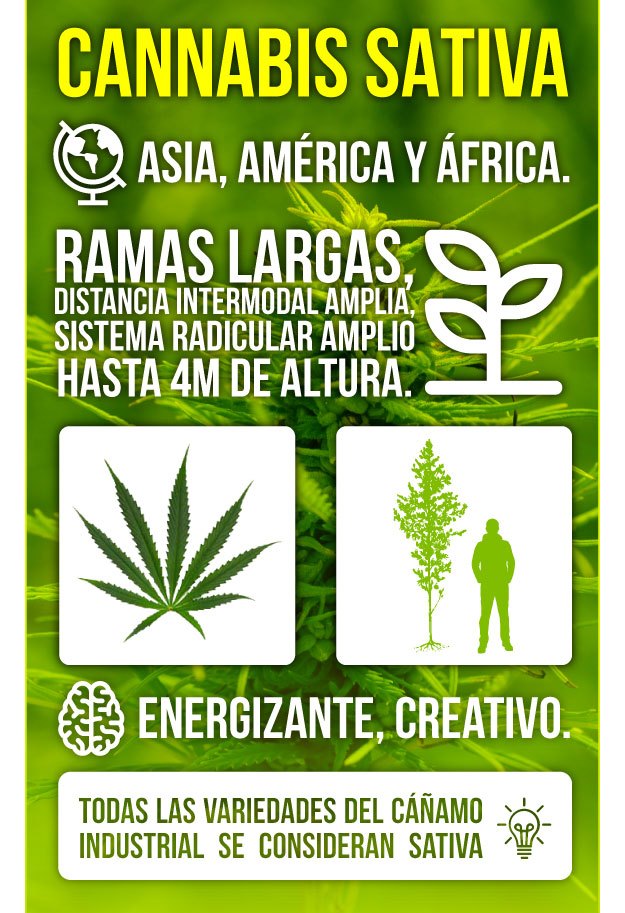 Infografía Marihuana Sativa Infografía Marihuana Sativa