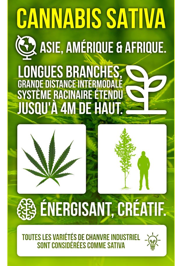 Infographie Marijuana Sativa Infographie Marijuana Sativa